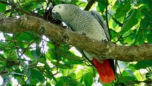 parrot