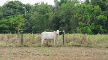 bull