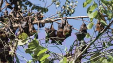 bats