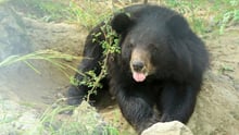 bear