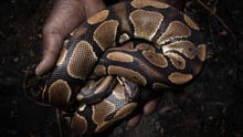 Ball Python