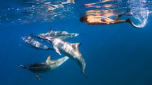 dophin