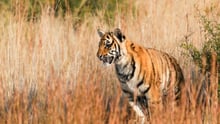 tiger