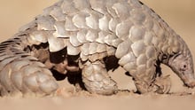 Pangolin