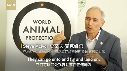 World Animal Protection CEO Steve McIvor