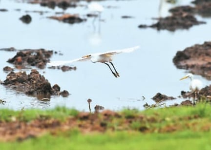 Yellow-billed Egret