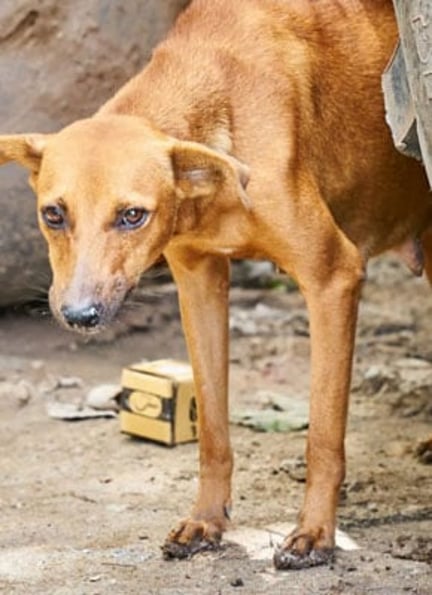 Dog