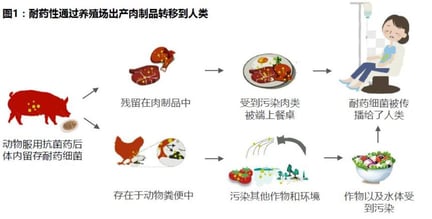 抗生素转移至人体的相关路径