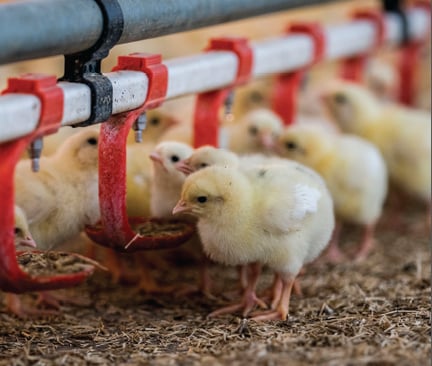 chicken pen