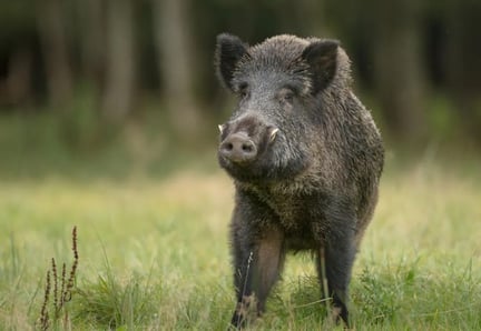 Boar