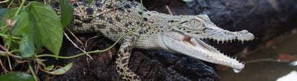 salt water crocodile