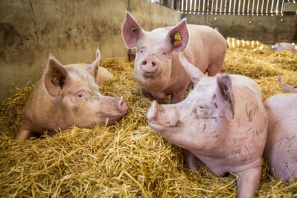 pig farm