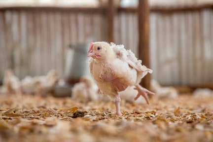 19-day old chicken