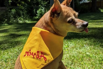 dog