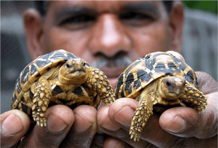 indian turtle