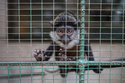 White throated guenon inside a cage