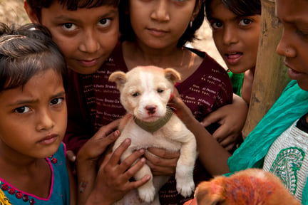 世界动物保护协会在2011年启动了第一次狂犬病疫苗项目