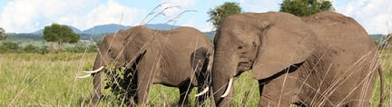 世界动物保护协会：全球旅游行业协会在推动野生动物保护方面还可发挥更大作用