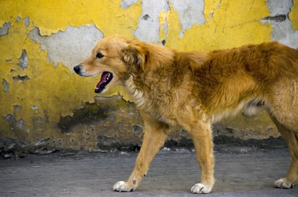 dog