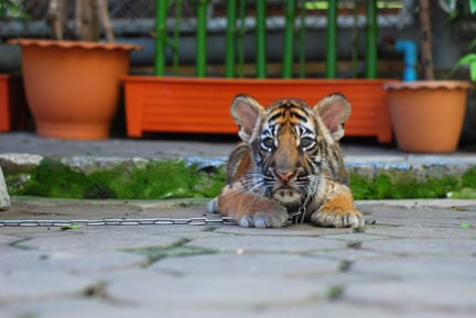 tiger