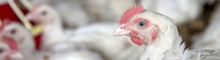 世界动物保护协会发布首个全球快餐行业肉鸡福利报告