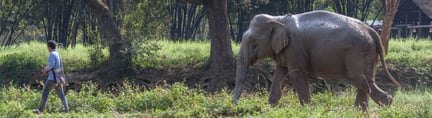 世界动物保护协会呼吁印度最大动物交易市场停止大象展览