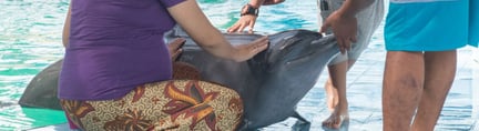 世界动物保护协会发布《圈养海洋哺乳动物福利问题研究》报告