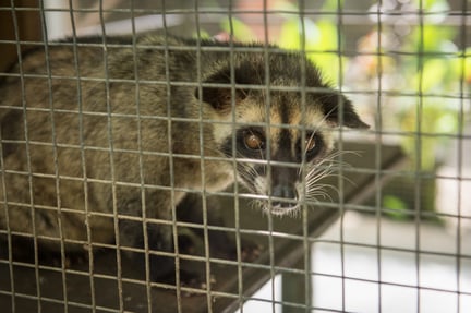 civet