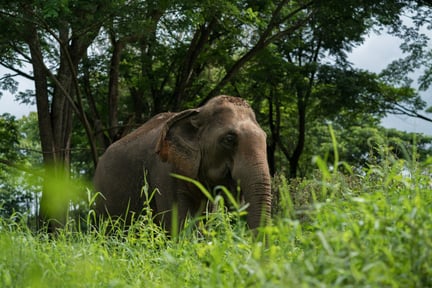 elephant