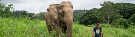 世界大象日：中国游客在泰国骑大象人数下降13%