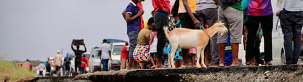 飓风“伊代”横扫非洲南部，世界动物保护协会紧急救助受灾动物
