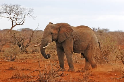 A wild elephant in Tsavo East national park in Kenya