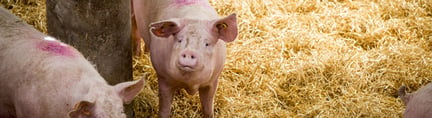 广东德兴食品签署世界动物保护协会福利养殖承诺