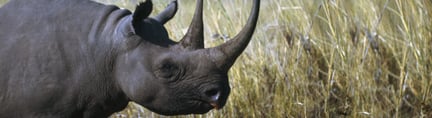 世界动物保护协会发布《非洲“五大”和“五小”——野生动物合法贸易对动物福利的影响》研究报告
