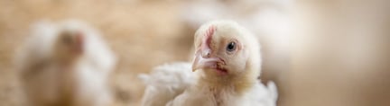 世界动物保护协会：肉鸡高福利养殖经济可行