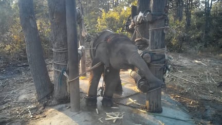 Chained elephant