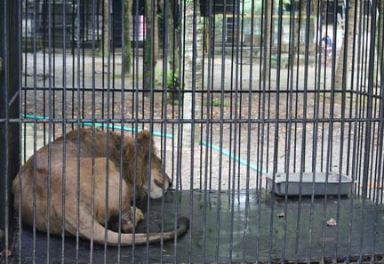 世界动物保护协会欢迎关闭残酷的马来西亚动物园