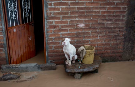 Dog surrounded by flood in Mexico