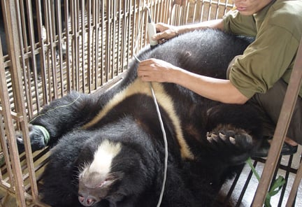 新闻报道指出“熊胆”可治疗心脏病，世界动物保护协会就此澄清事实