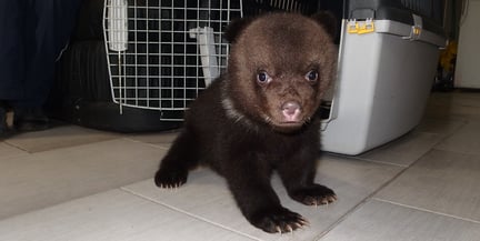 bear cub