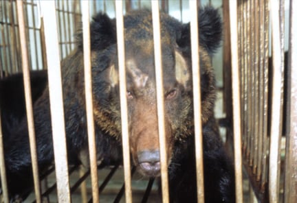 养熊场对野生熊只无法起到保护作用