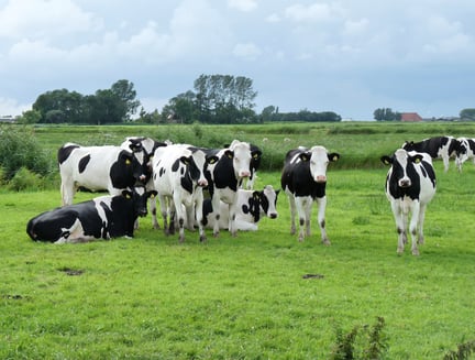 支持更健康的乳制品、为欧洲奶牛自豪
