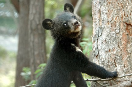 森林中可爱的小熊