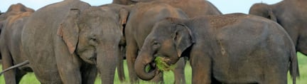 世界动物保护协会将与TUI Care 基金会合作，为大象创造更美好的未来