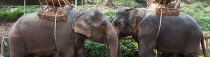 数千头大象被残忍地圈养用于旅游娱乐行业