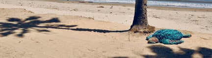 幽灵渔具全球倡议：一只塑料棱皮海龟Fiona的环球之旅
