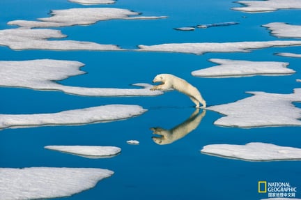 polar bear