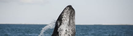 世界动物保护协会成功推动国际捕鲸委员会将解决“幽灵渔具”问题作为战略重点