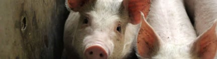 世界动物保护协会发布最新《农场动物福利商业基准》