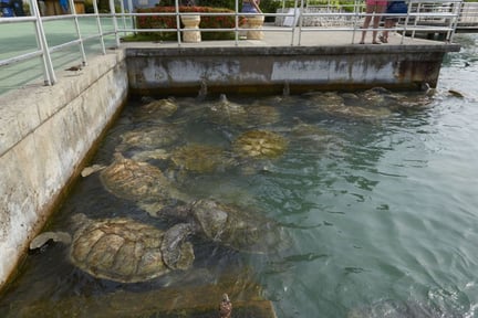Sea turtles in an enclosure at cayman turtle centre